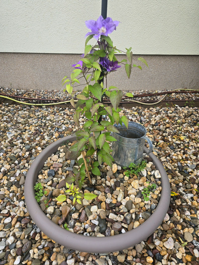 Eine blühende Waldrebe mit violetten Blüten wächst an einer Stütze in einem mit Kies bedeckten Pflanzkübel.
