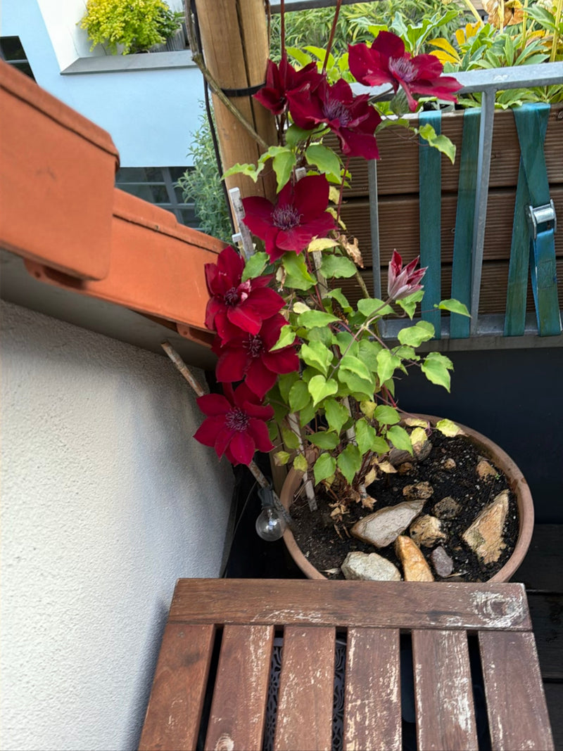 Waldrebe — Bild 3