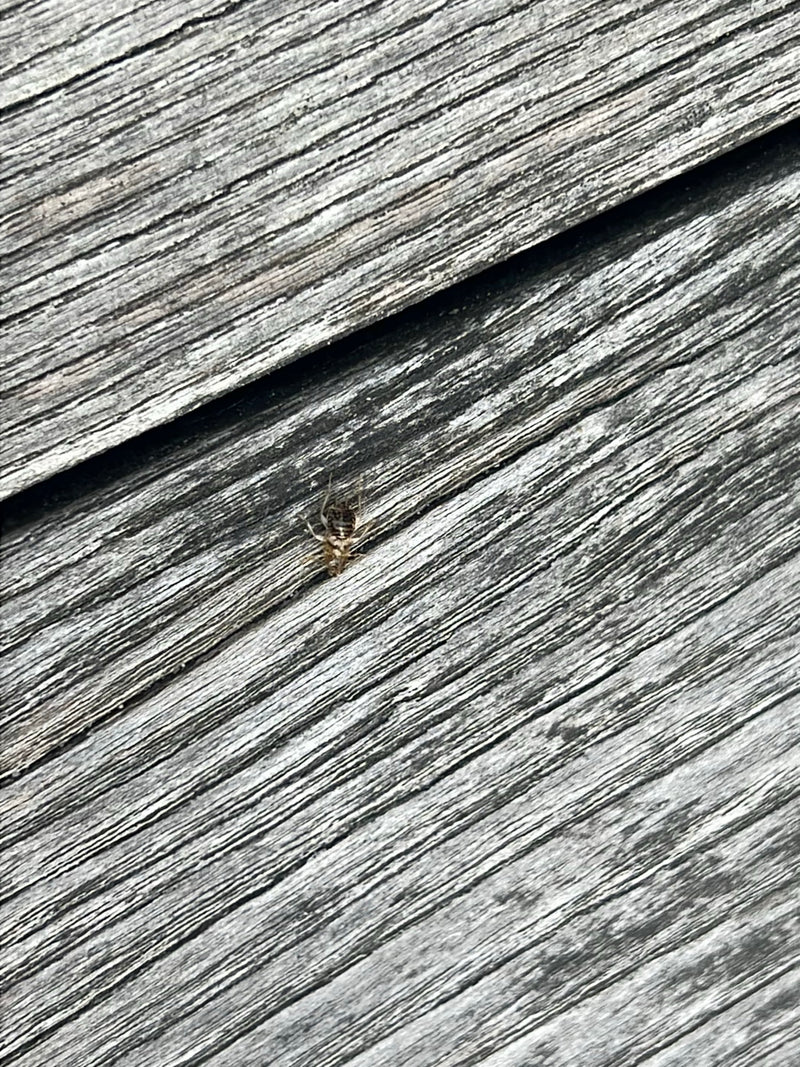 Waldschabe — Bild 1 von 15