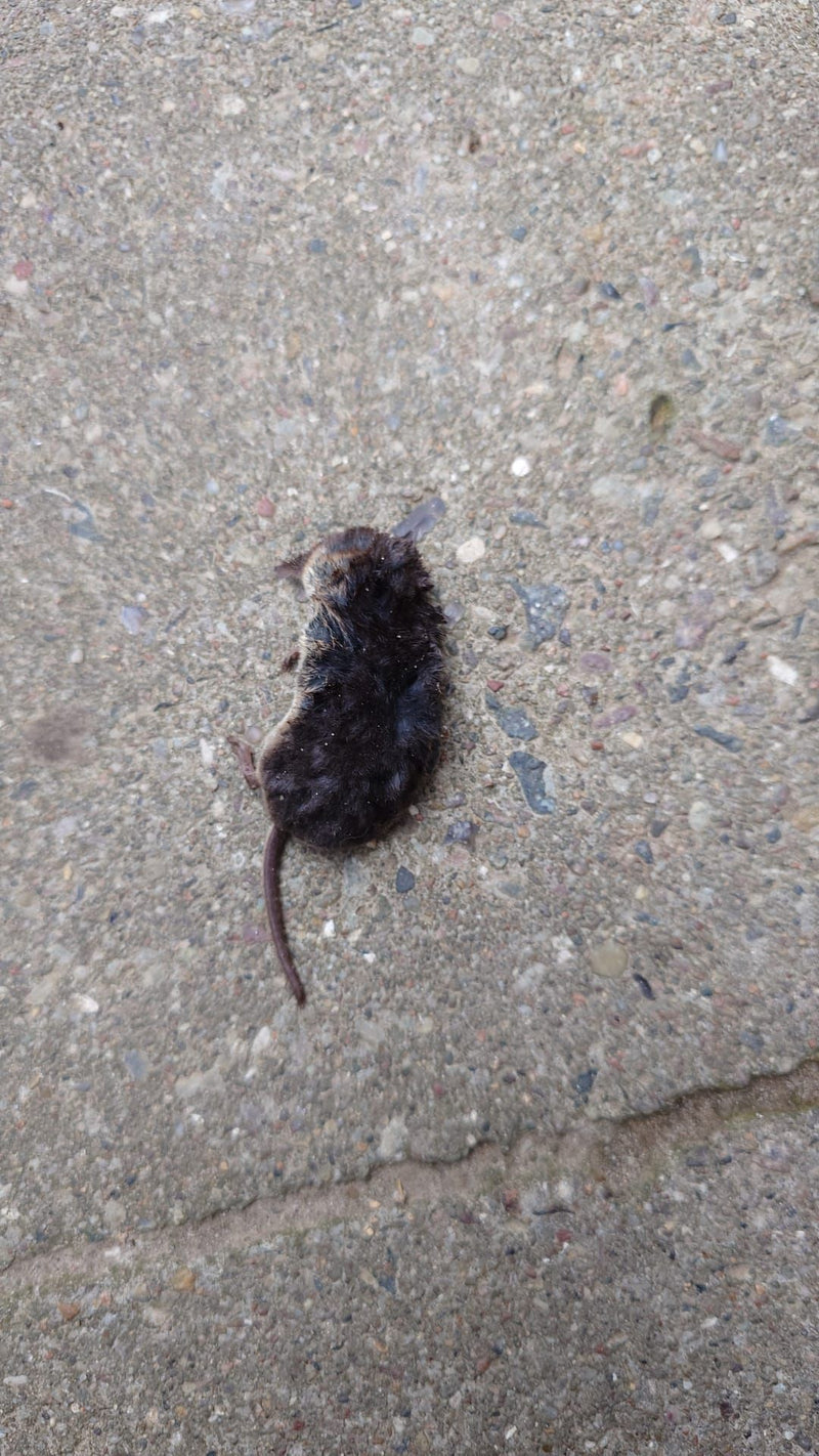 Waldspitzmaus — Bild 2