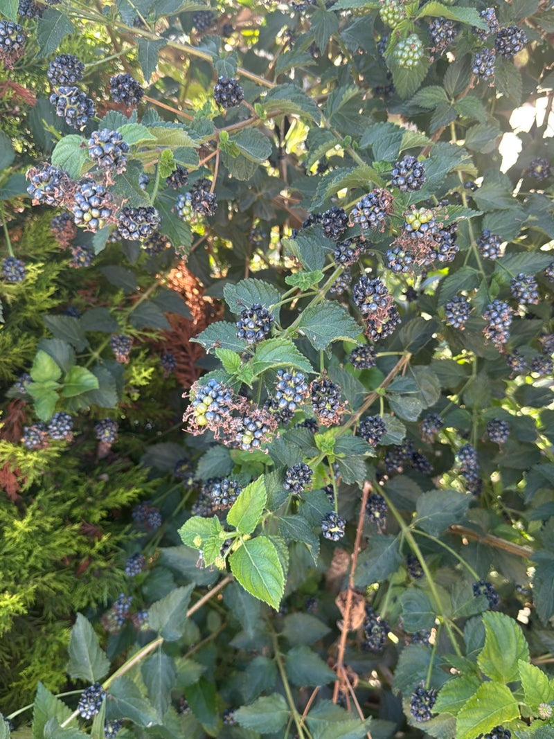 Wandelroeschen — Bild 5