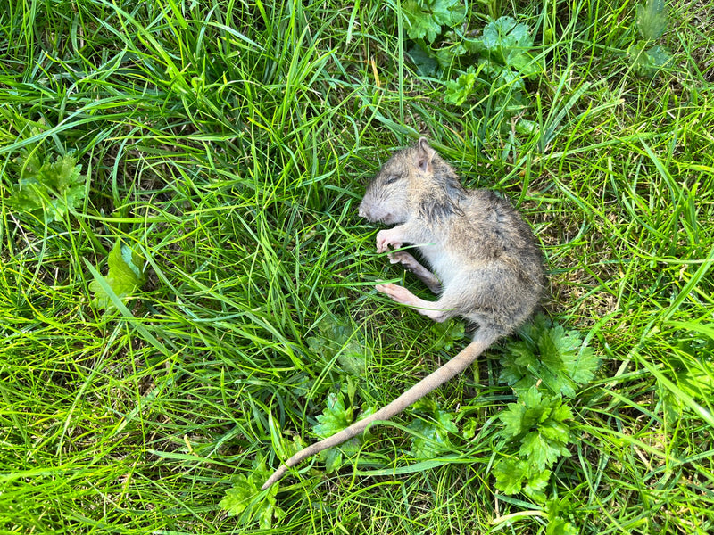 Wanderratte — Bild 5