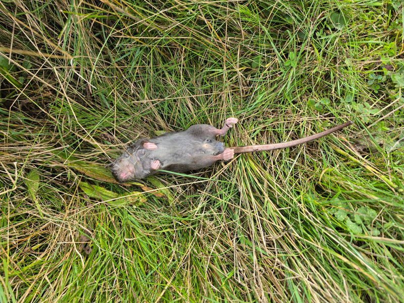 Wanderratte — Bild 4