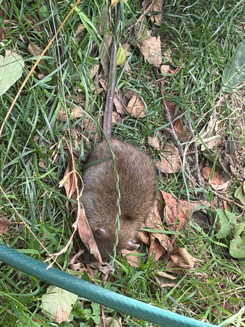 Eine Wanderratte sitzt gut sichtbar im Gras zwischen Laub. Der lange Schwanz und das braune Fell sind deutlich zu erkennen.