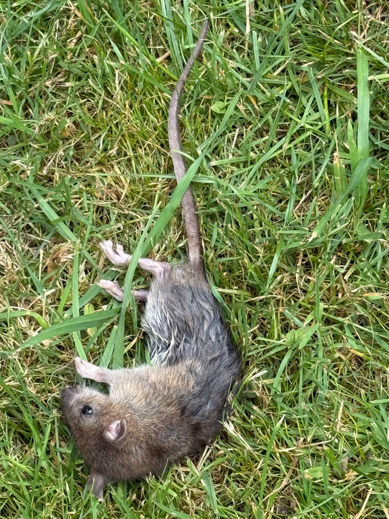 Wanderratte — Bild 3