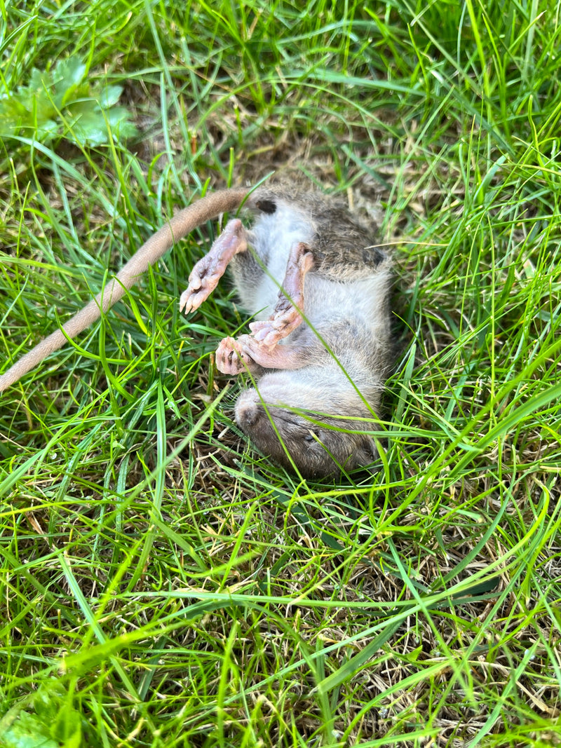 Wanderratte — Bild 2