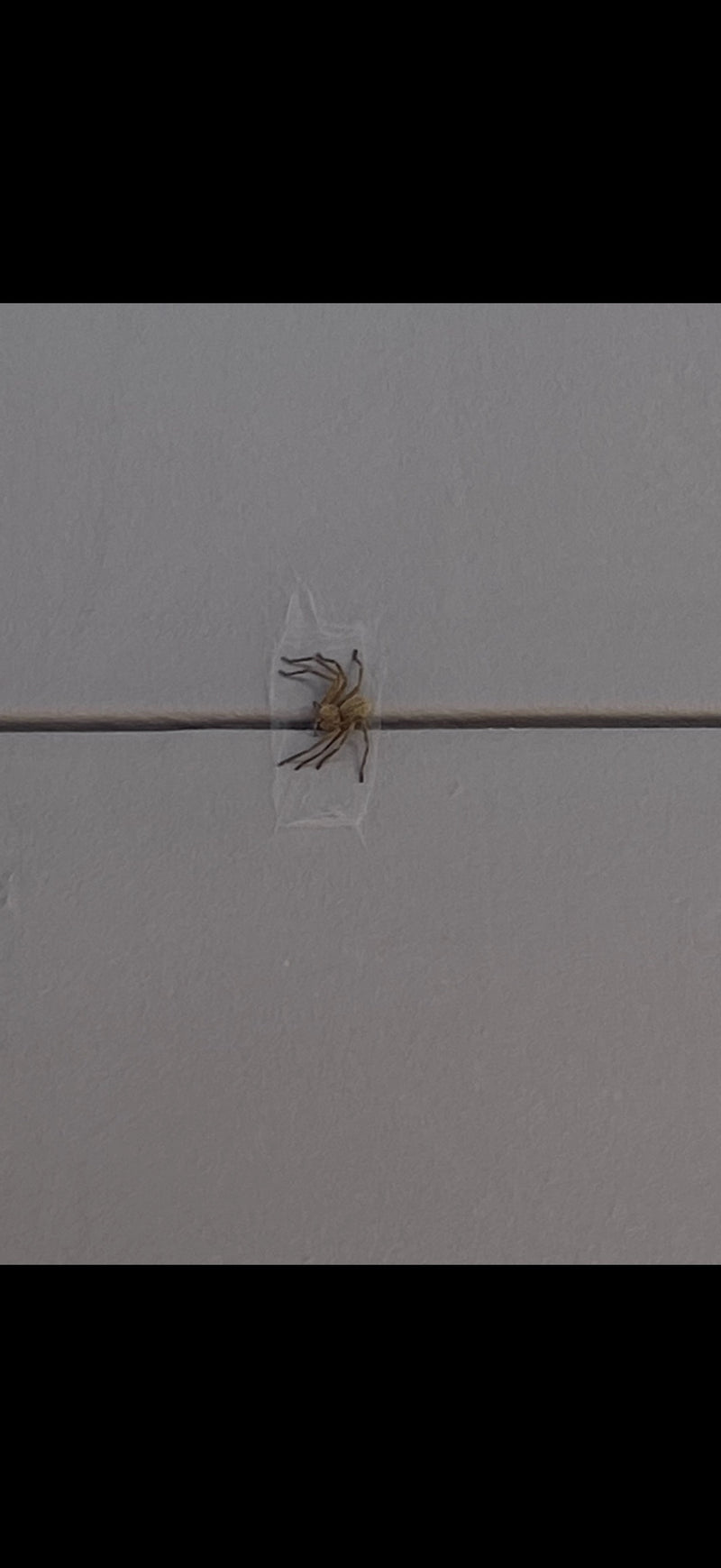Wandkrabbenspinne — Bild 1