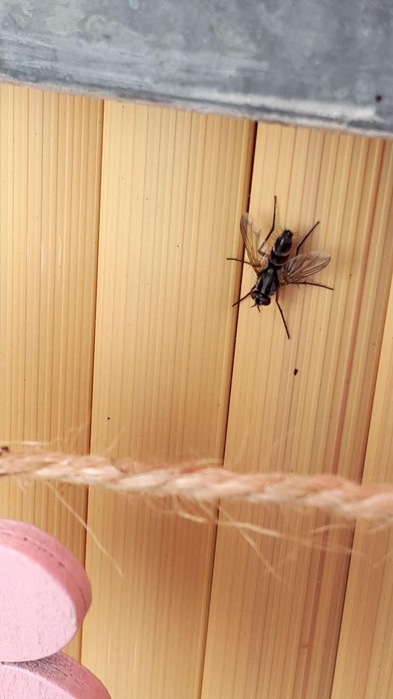 Raupenfliege (Gattung Cylindromyia) — Bild 2