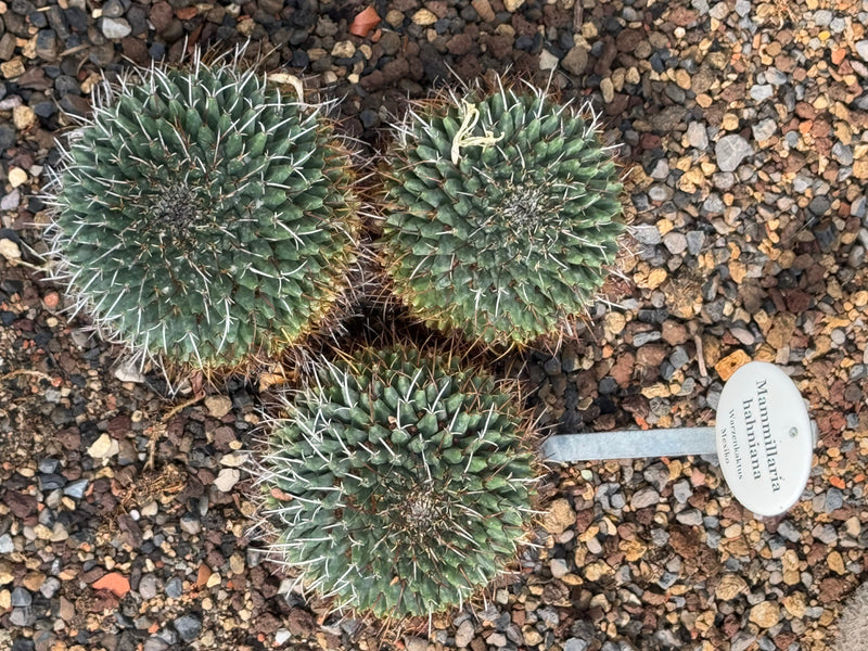 Drei runde Exemplare des Warzenkaktus (Mammillaria hahniana) wachsen nebeneinander auf kiesigem Untergrund neben einem Schild.