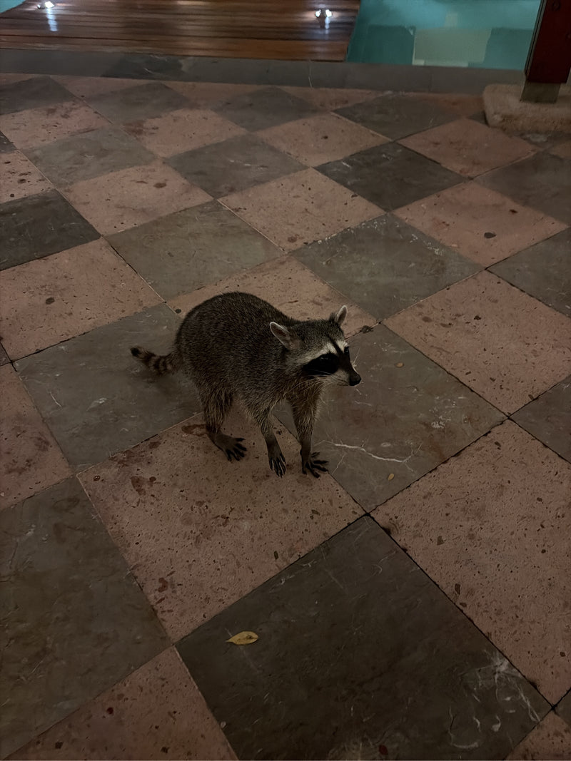 Ein Waschbär steht nachts auf einem gefliesten Außenboden neben einem Pool.