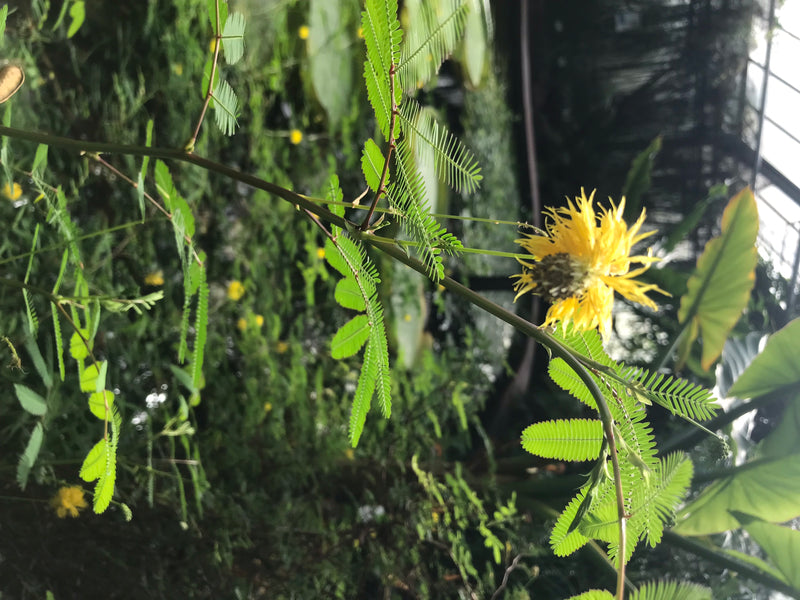 Wasser-Mimose — Bild 3 von 3