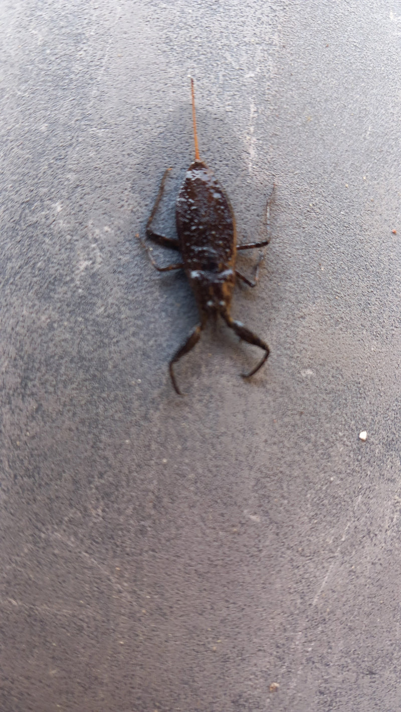 Wasserskorpion — Bild 1