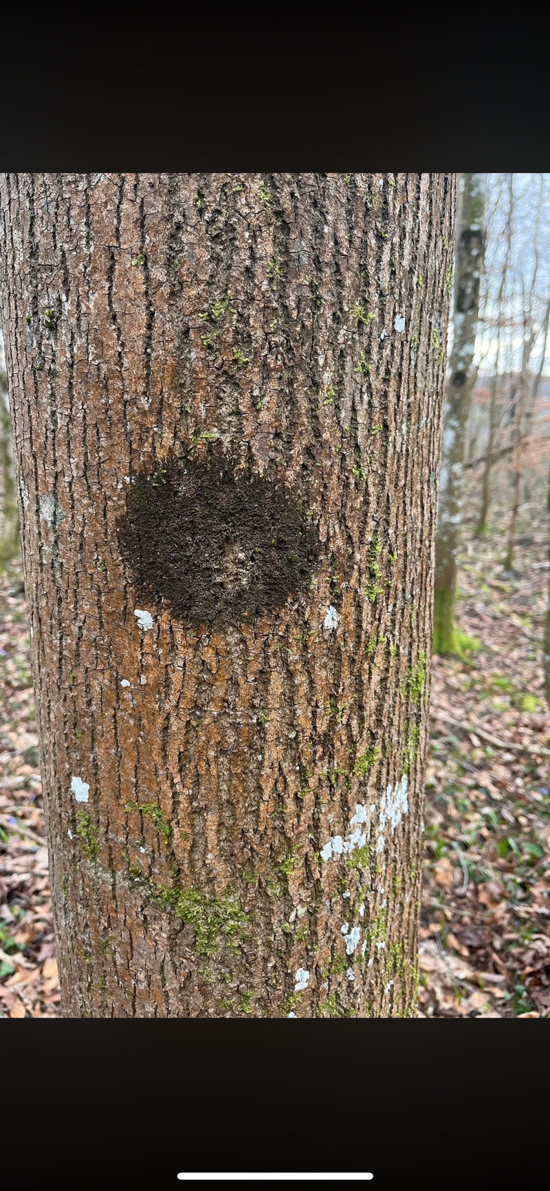 Weberknecht-Ansammlung — Bild 1