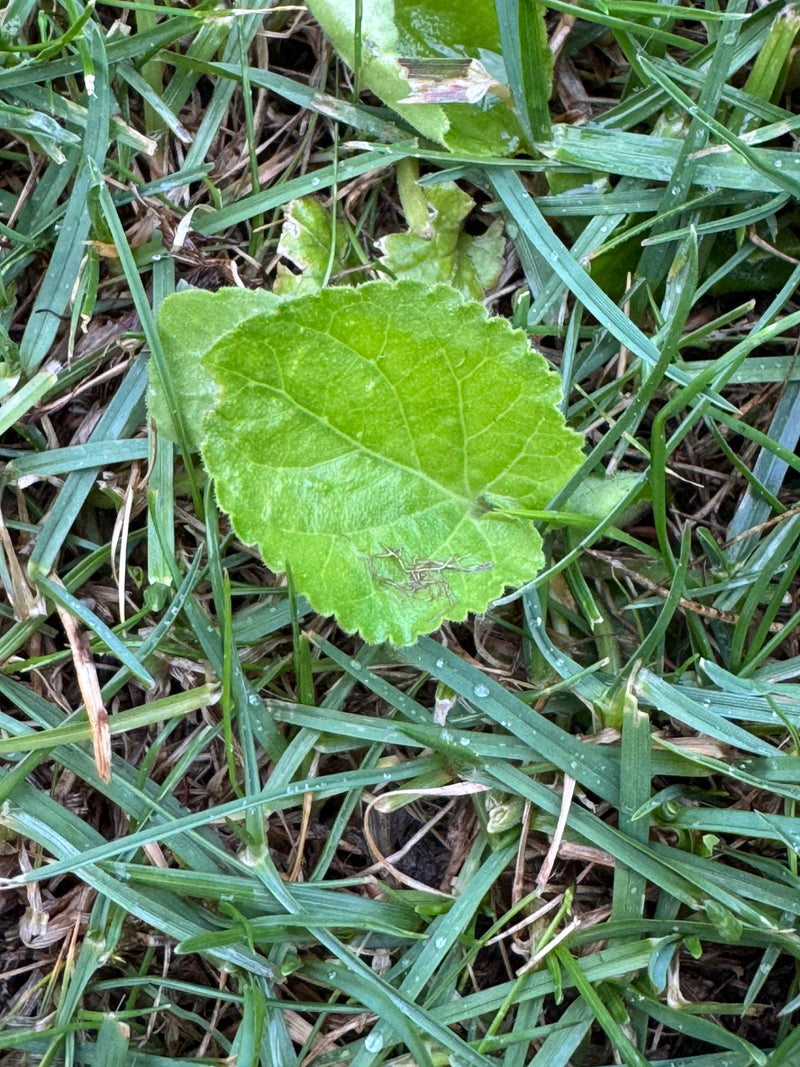 Weg-Malve — Bild 1