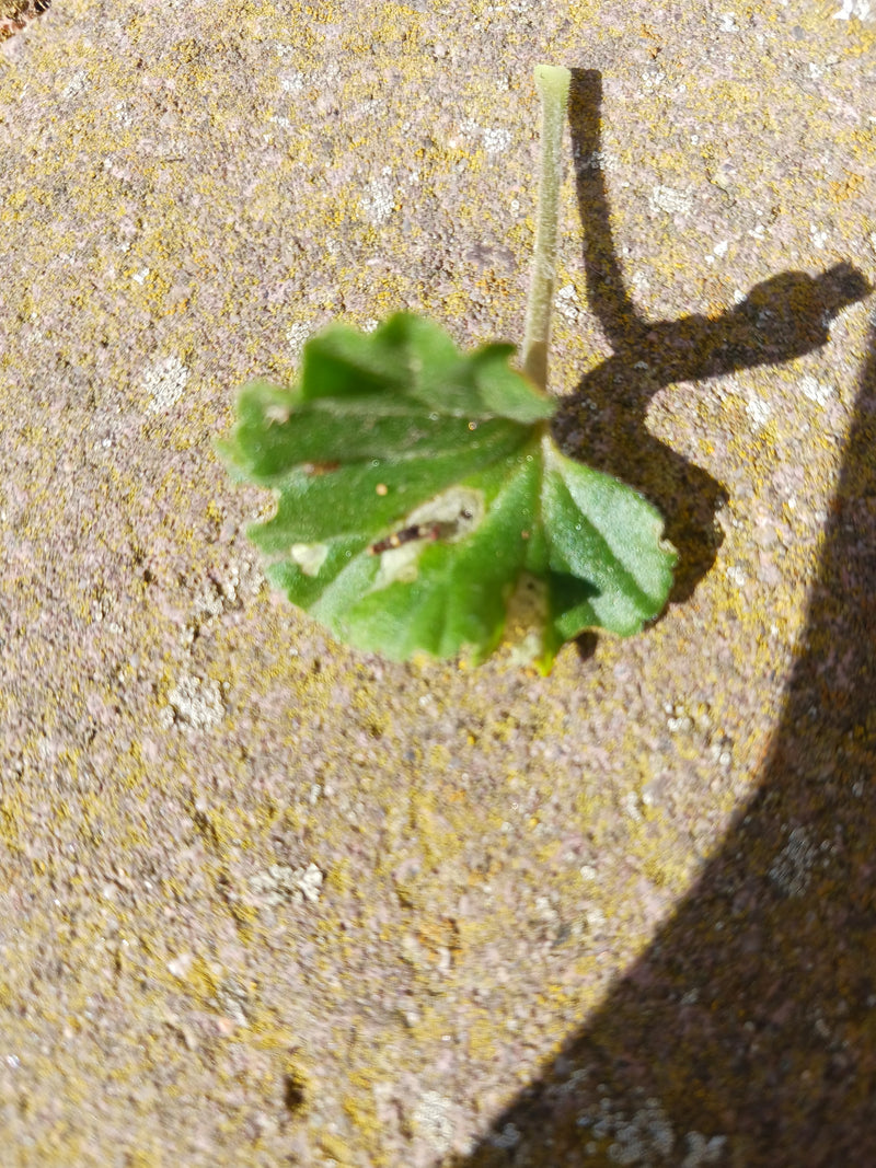 Weg-Malve — Bild 3