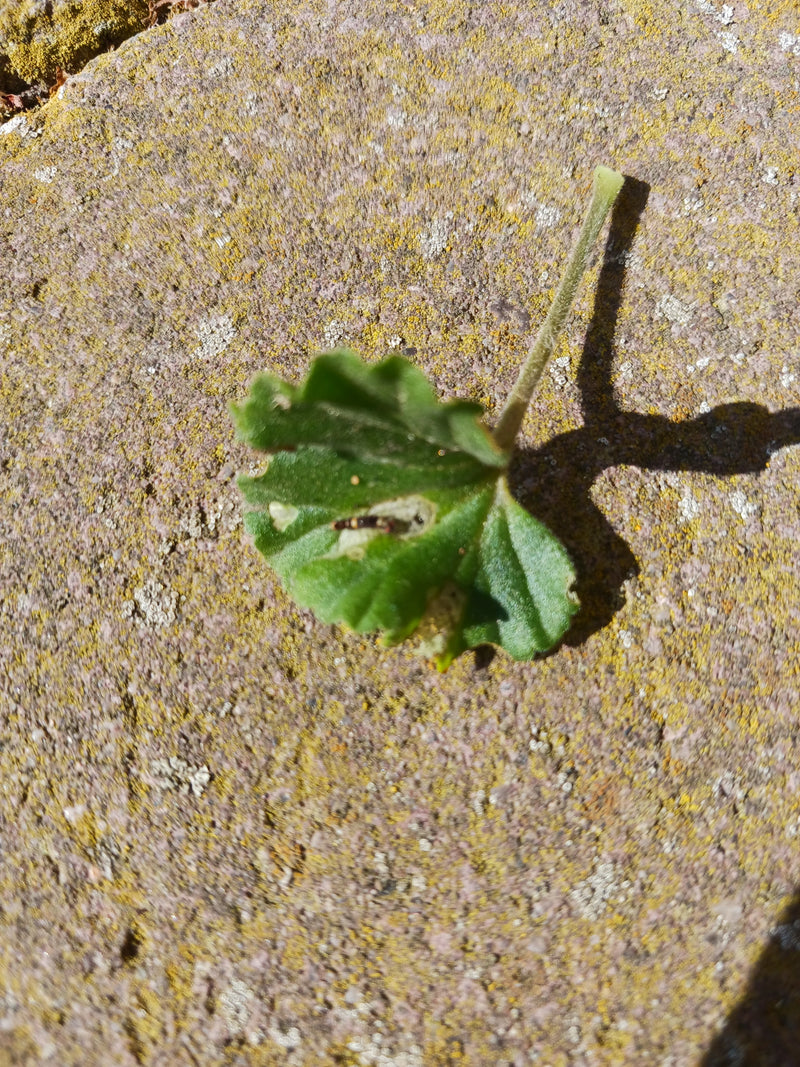Weg-Malve — Bild 2