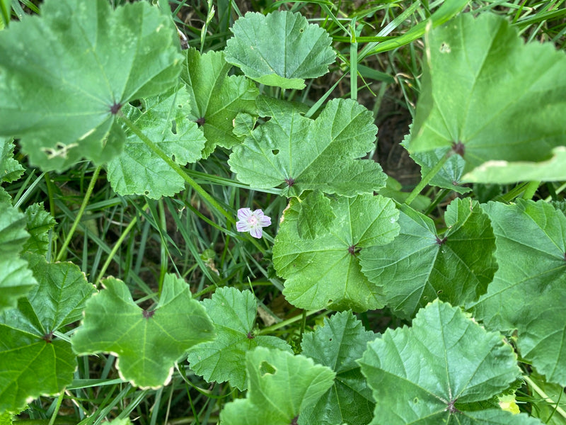 Weg-Malve — Bild 4