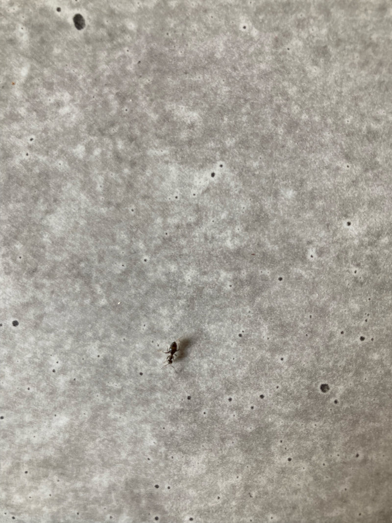 Wegameise (Gattung Lasius) — Bild 2