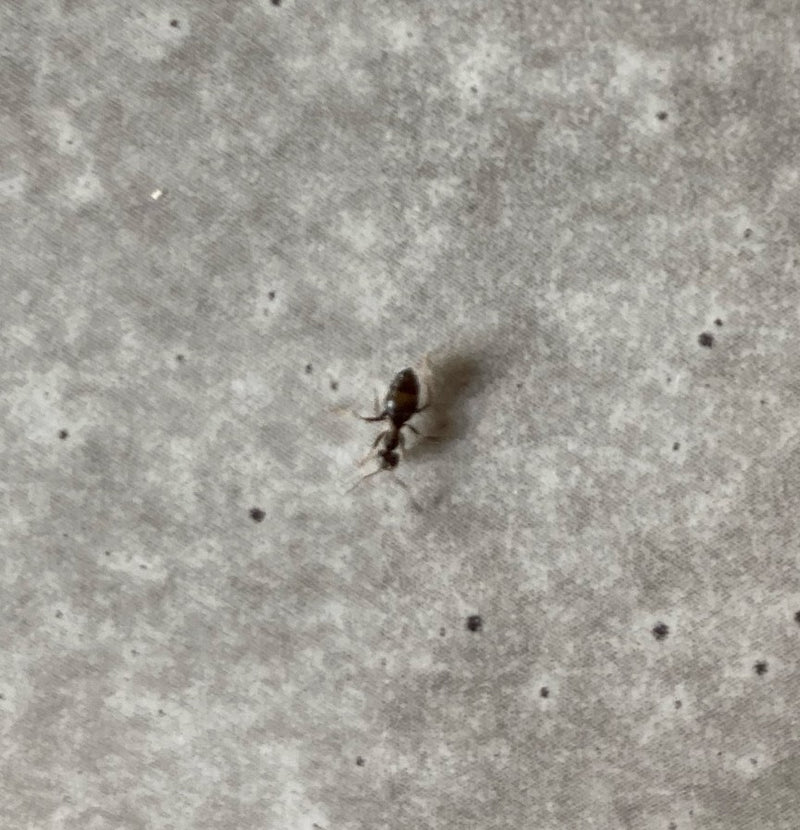 Wegameise (Gattung Lasius) — Bild 3