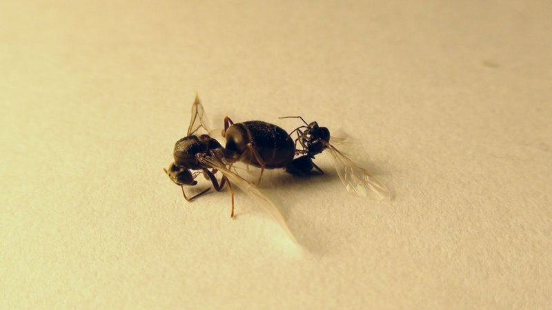Wegameise (Gattung Lasius) — Bild 5