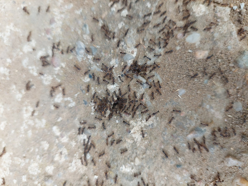 Wegameise (Gattung Lasius) — Bild 1