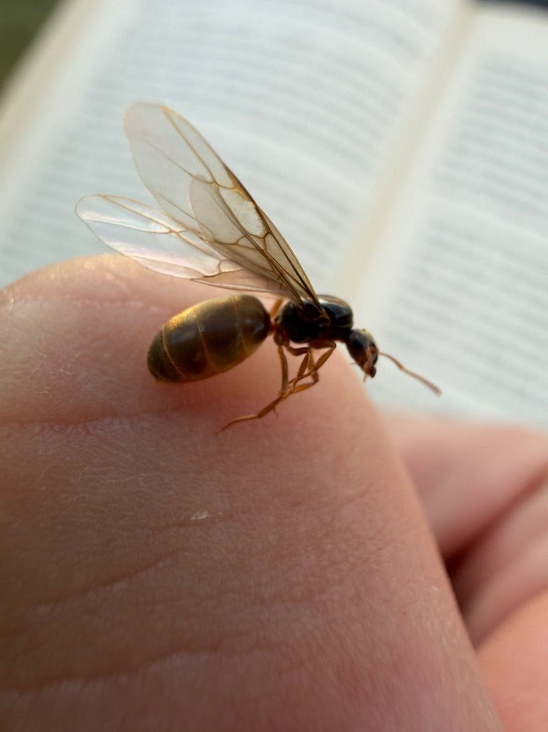 Wegameise (Gattung Lasius) — Bild 4 von 15