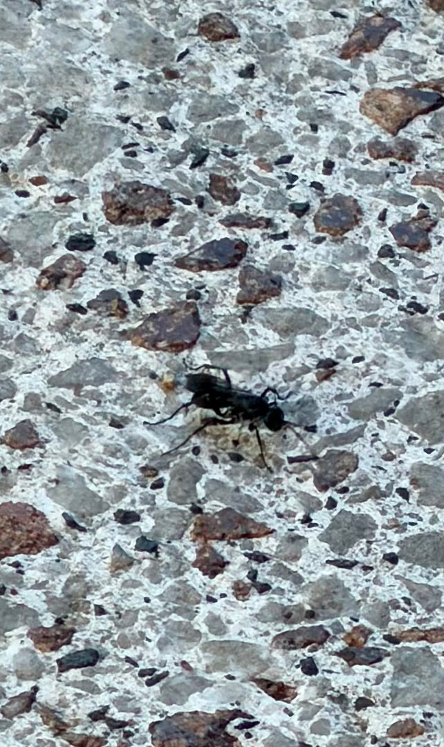 Wegwespe — Bild 2