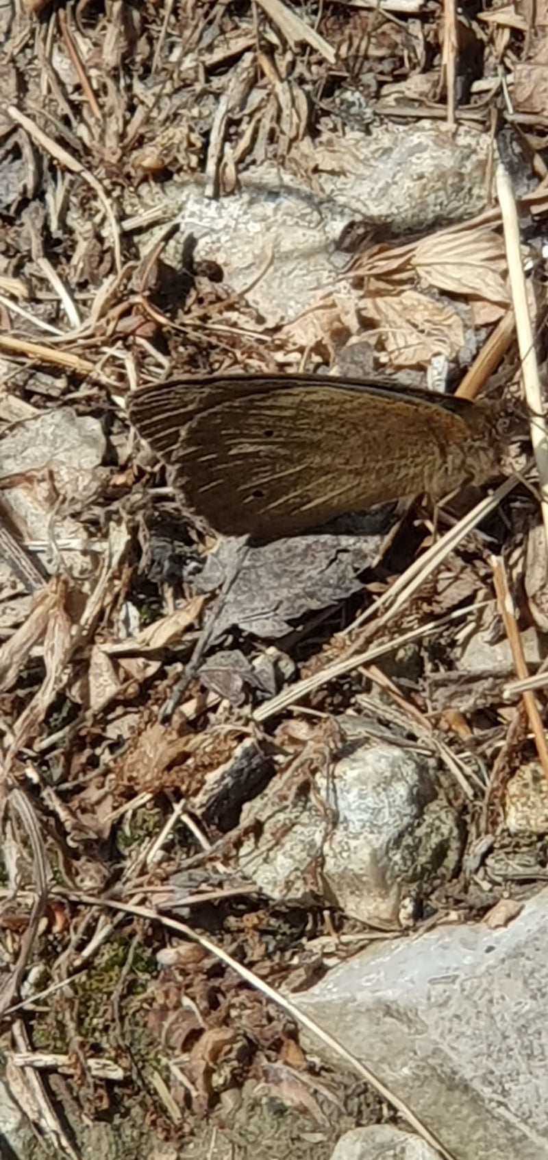 Weißbindiger Mohrenfalter — Bild 1