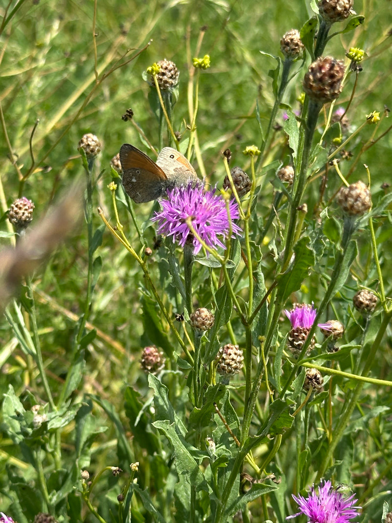 Weißbindiges Wiesenvögelchen — Bild 2