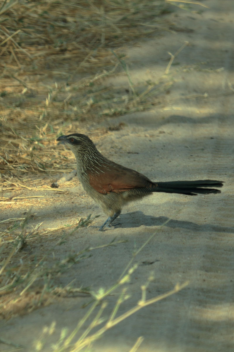 Weißbrauenkuckuck — Bild 1