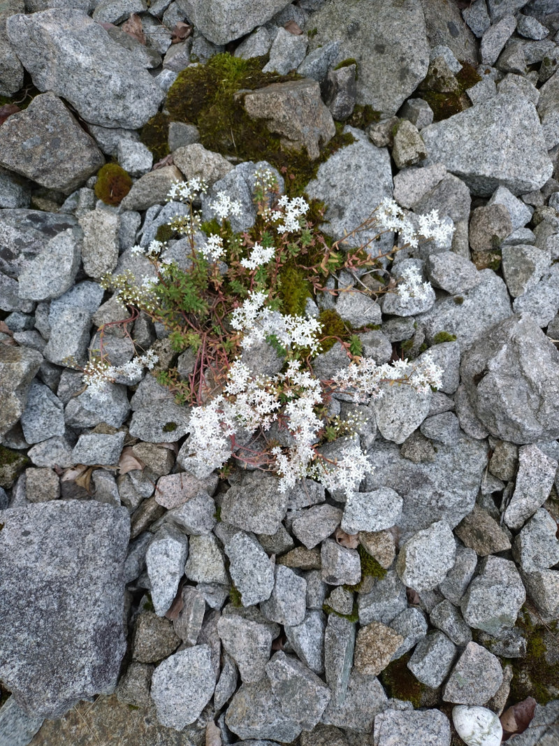 Weiße Fetthenne — Bild 3