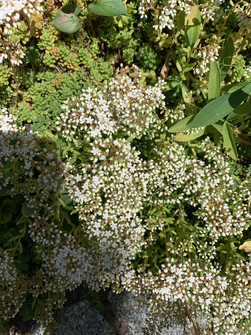 Weiße Fetthenne — Bild 1