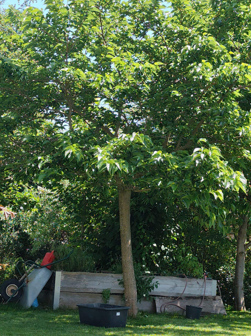 Maulbeerbaum — Bild 5