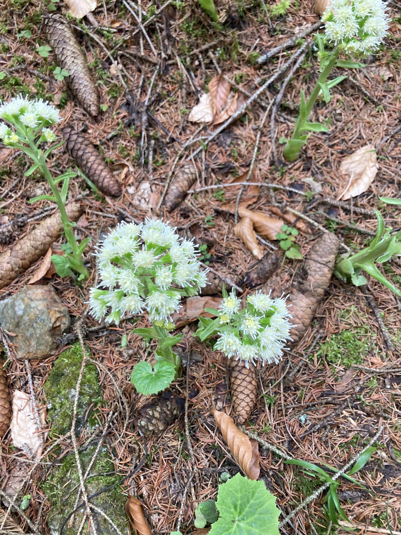 Weiße Pestwurz — Bild 1