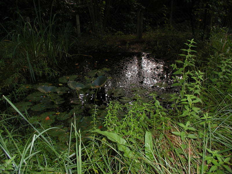 Weiße Seerose — Bild 2