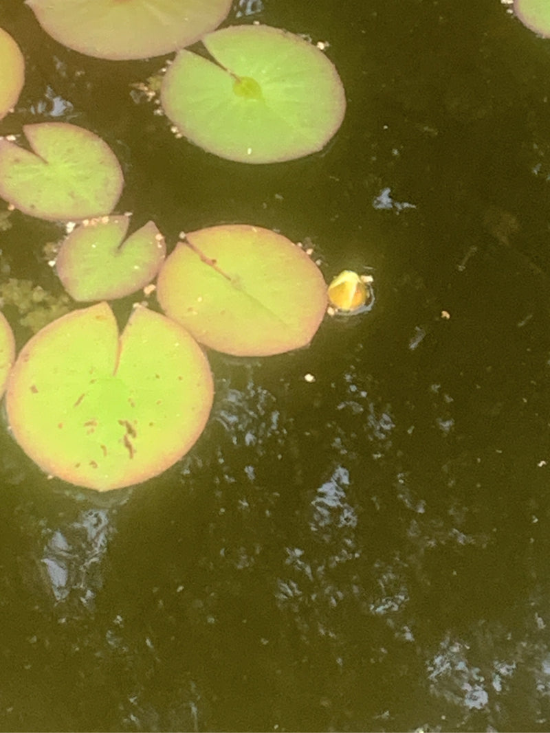 Weiße Seerose — Bild 1