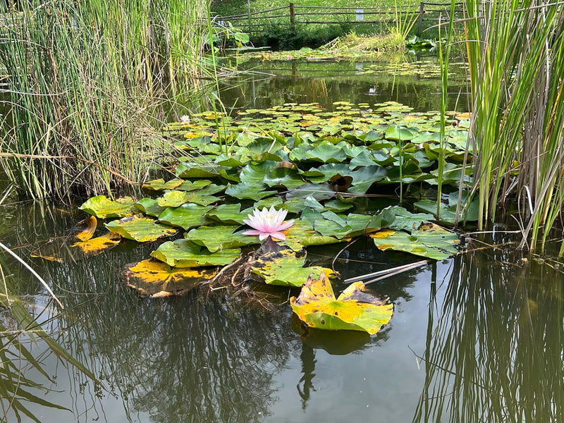 Weiße Seerose — Bild 1 von 8