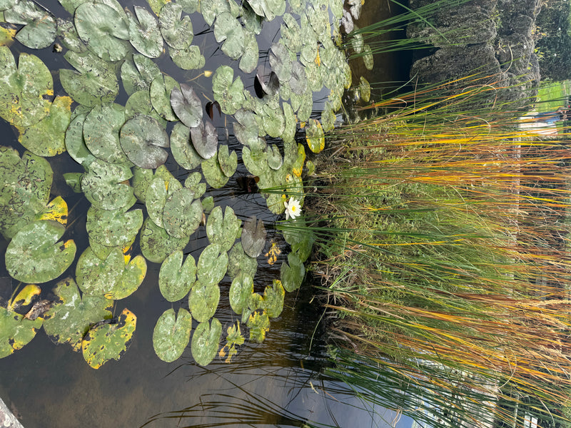 Zahlreiche Schwimmblätter und eine geöffnete weiße Blüte einer Seerose treiben auf der Wasseroberfläche neben Schilfpflanzen.