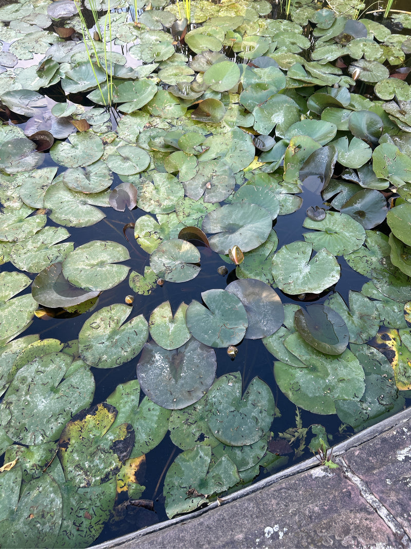 Weiße Seerose — Bild 2 von 8