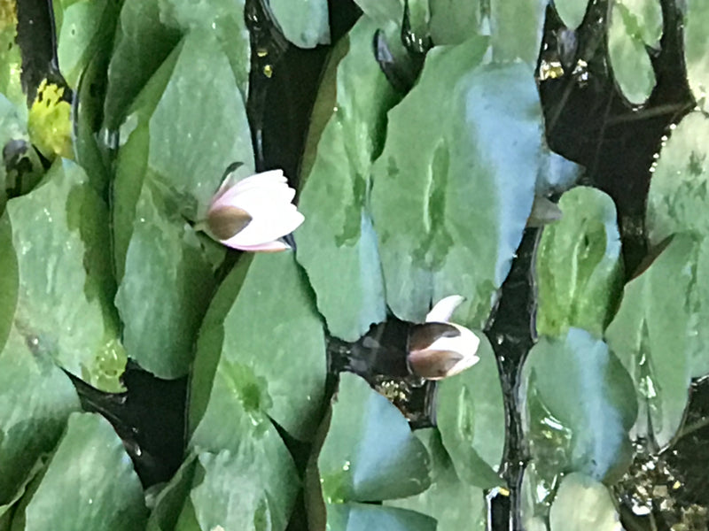 Weiße Seerose — Bild 5 von 8