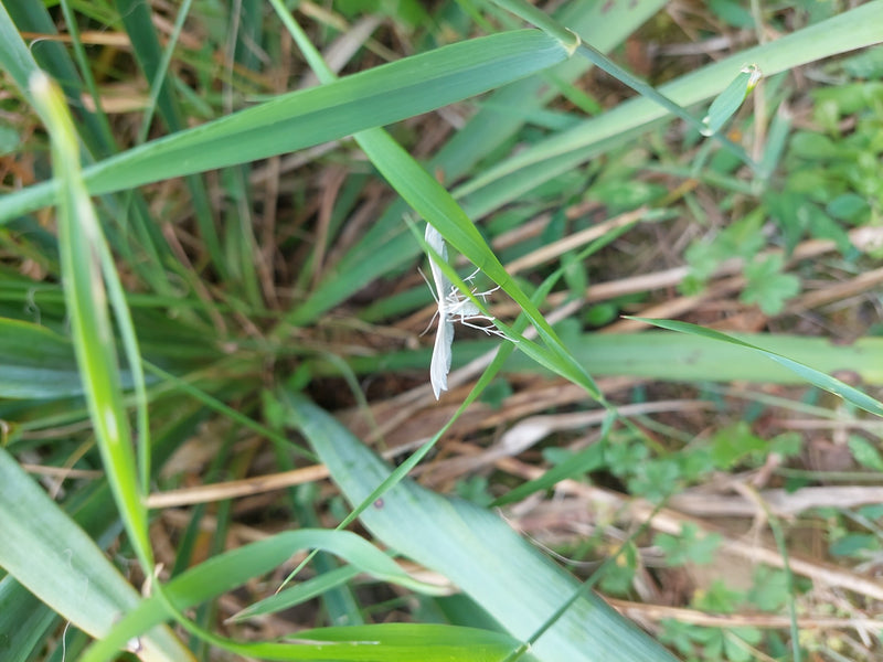 Weißer Gras-Spanner — Bild 2