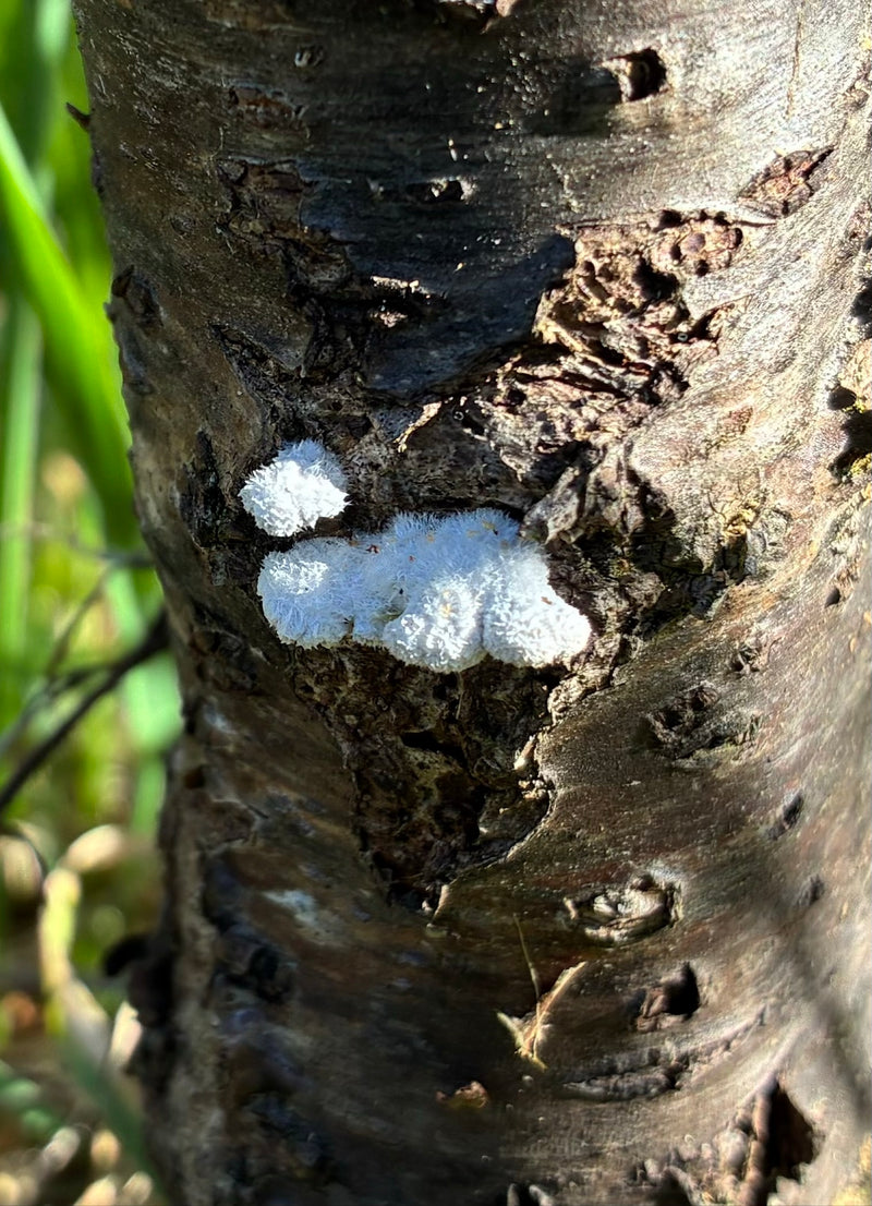 Weißer Rindenpilz — Bild 1