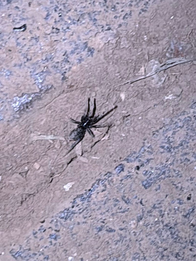 Weißgestreifte Bodenspinne — Bild 1