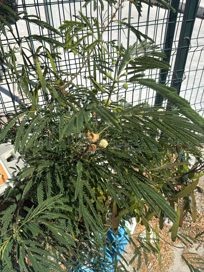 Weißkopf-Mimose — Bild 1