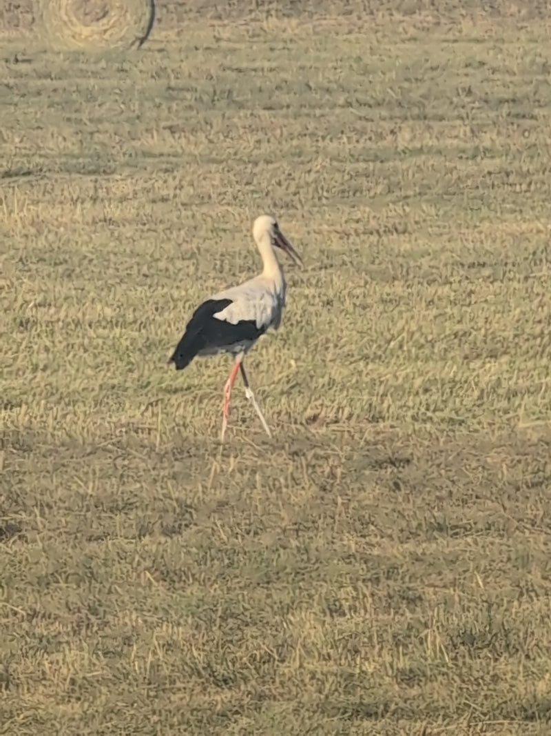 Weißstorch — Bild 2