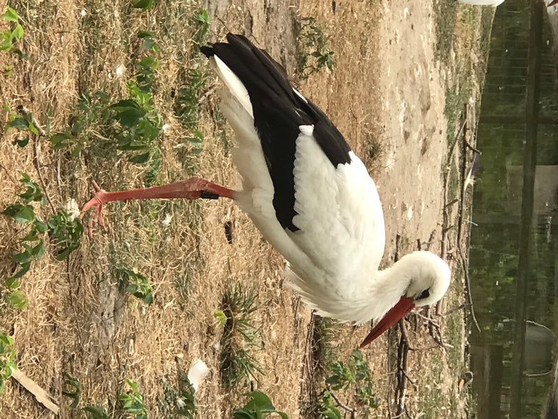 Weißstorch — Bild 2 von 6