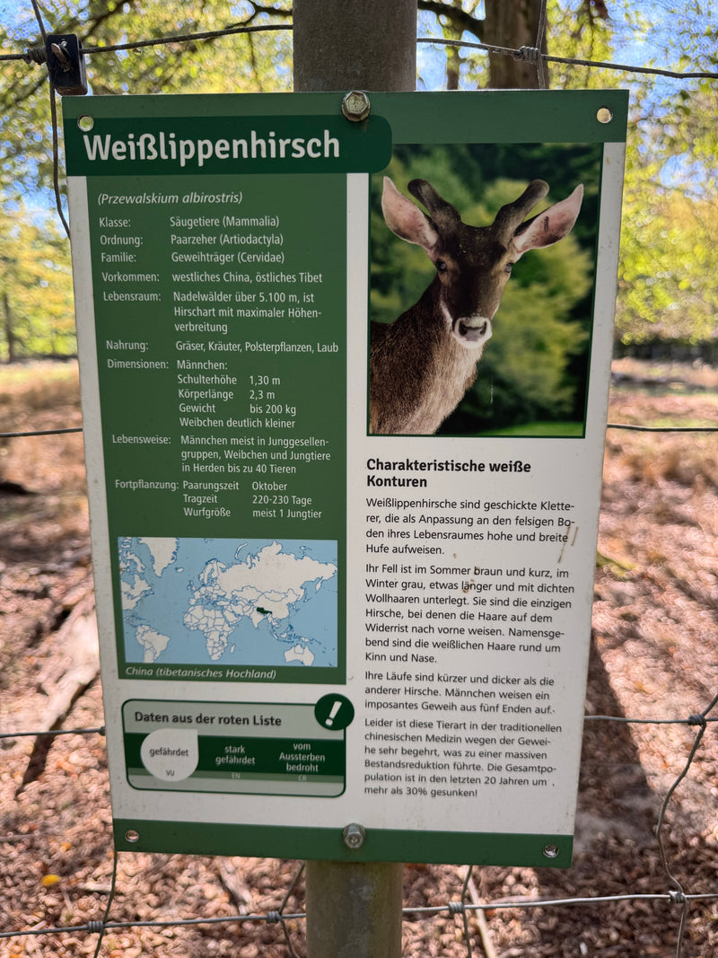 Weißwedelhirsch (Kitz) — Bild 3 von 3