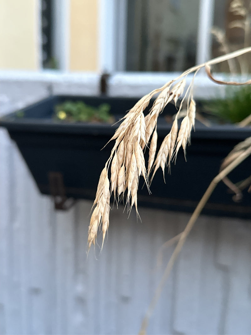 Weiche Trespe — Bild 3