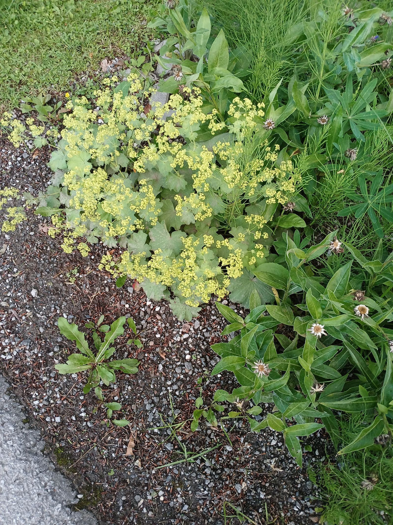 Weicher Frauenmantel — Bild 2