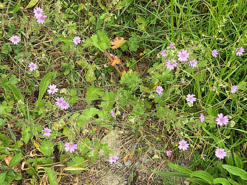 Weicher Storchschnabel — Bild 3